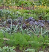 allotment