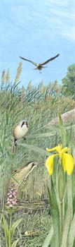 eastern wetland