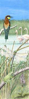 camargue