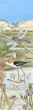 wetland