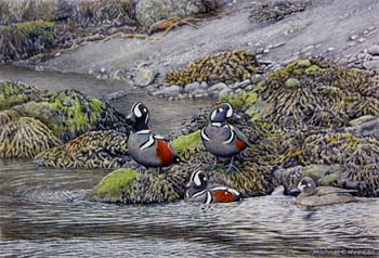 harlequin ducks