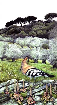 hoopoe