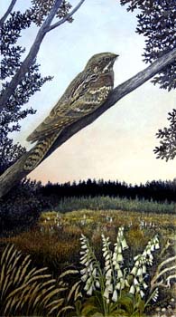 nightjar