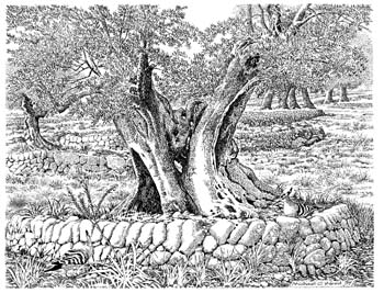 olive and hoopoes
