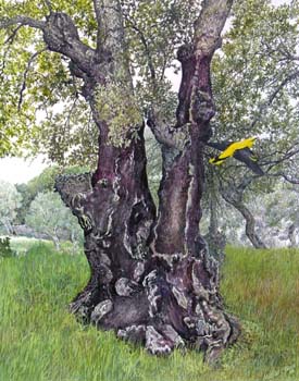 golden oriole