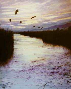 night herons at s'albufera