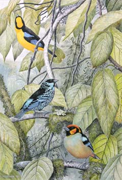 tanagers at bellavista