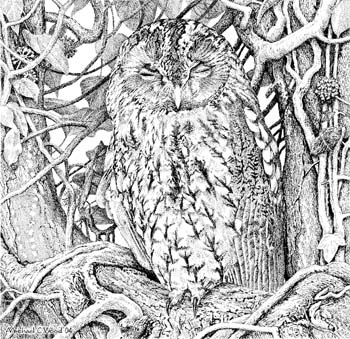 tawny owl