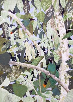 crimson-rumped toucanets