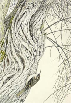 tree creeper