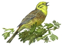 Yellowhammer - MC Wood