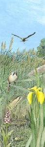 eastern wetland