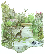 Wildlife pond 1
