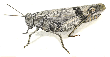 Oedipoda germanica illustration