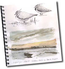 Fenland sketchbook: lapwings and sunset at Welney - MC Wood