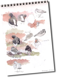 Sketchbook: roosting oystercatchers at Titchwell - MC Wood