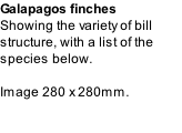 Galapagos finches Showing the variety of bill structure, with a list of the species below.  Image 280 x 280mm.