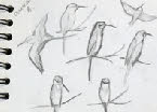 bee-eater sketches