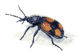 crucifix ground beetle - mc wood