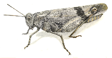 oedipoda germanica