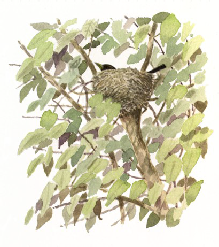 nest from aura book