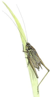 Roesel's bush-cricket - MC Wood