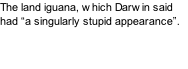 The land iguana, which Darwin said had “a singularly stupid appearance”.