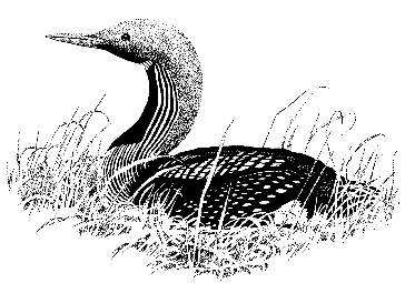 Black-throated diver line drawing - MC Wood