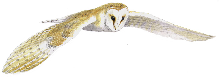 barn owl