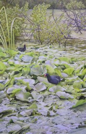 moorhens - mc wood