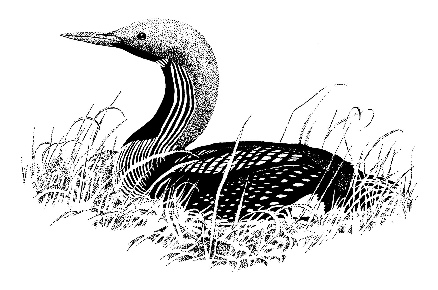 Black-throated diver line drawing - MC Wood