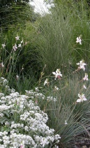 Planting design by MC Wood