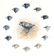 galapagos finches - mc wood