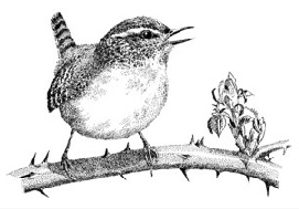 Wren line drawing - mc wood