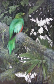 golden-headed quetzal