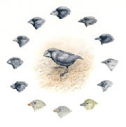 galapagos finches - mc wood
