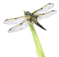 Libellula quadrimaculata - MC Wood